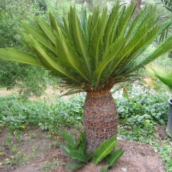 Despre uleiul de palmier